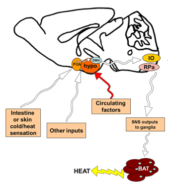 Simplified schematic of neural pathways in the mouse brown which affect sympathetic outflow to brown adipose tissue 